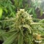 Banana OG Feminized Marijuana Strain by Flavour Chasers For Sale Online at Cannabis Seeds Outlet