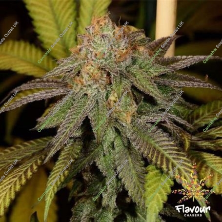 Bruce Banner Feminized Marijuana Strain by Flavour Chasers For Sale Online at Cannabis Seeds Outlet
