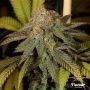 Bruce Banner Feminized Marijuana Strain by Flavour Chasers For Sale Online at Cannabis Seeds Outlet