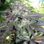 Cherry Pie Female Flavour Chasers Cannabis Seeds