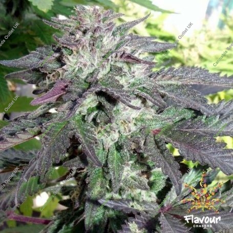 Cherry Pie Feminized Marijuana Strain by Flavour Chasers For Sale Online at Cannabis Seeds Outlet