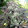 Cherry Pie Feminized Marijuana Strain by Flavour Chasers For Sale Online at Cannabis Seeds Outlet