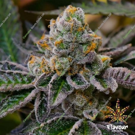 Cookie Dough Feminized Marijuana Strain by Flavour Chasers For Sale Online at Cannabis Seeds Outlet