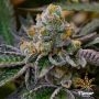 Cookie Dough Feminized Marijuana Strain by Flavour Chasers For Sale Online at Cannabis Seeds Outlet