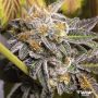 Do Si Dos Female Flavour Chasers Cannabis Seeds
