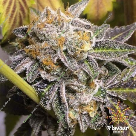 Do Si Dos Feminized Marijuana Strain by Flavour Chasers For Sale Online at Cannabis Seeds Outlet