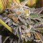 Do Si Dos Feminized Marijuana Strain by Flavour Chasers For Sale Online at Cannabis Seeds Outlet