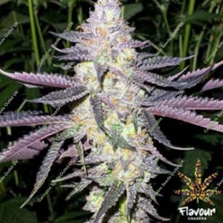 Dolato Feminized Marijuana Strain by Flavour Chasers For Sale Online at Cannabis Seeds Outlet