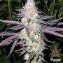 Dolato Feminized Marijuana Strain by Flavour Chasers For Sale Online at Cannabis Seeds Outlet