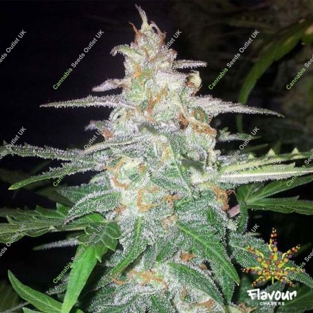 Forbidden Glue Feminized Marijuana Strain by Flavour Chasers For Sale Online at Cannabis Seeds Outlet
