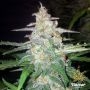 Forbidden Glue Feminized Marijuana Strain by Flavour Chasers For Sale Online at Cannabis Seeds Outlet