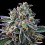 Gelato 33 Female Flavour Chasers Cannabis Seeds