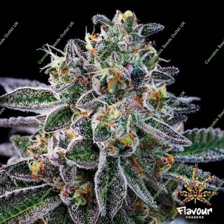 Gelato 33 Feminized Marijuana Strain by Flavour Chasers For Sale Online at Cannabis Seeds Outlet