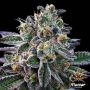 Gelato 33 Feminized Marijuana Strain by Flavour Chasers For Sale Online at Cannabis Seeds Outlet