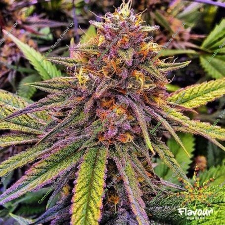 Gelato 41 Feminized Marijuana Strain by Flavour Chasers For Sale Online at Cannabis Seeds Outlet