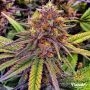Gelato 41 Feminized Marijuana Strain by Flavour Chasers For Sale Online at Cannabis Seeds Outlet