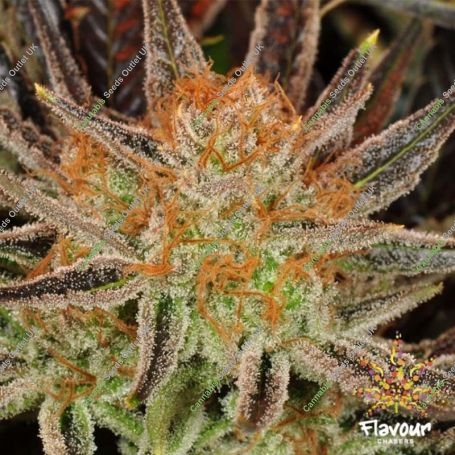 Grand Daddy Banner Feminized Marijuana Strain by Flavour Chasers For Sale Online at Cannabis Seeds Outlet