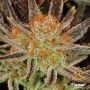 Grand Daddy Banner Feminized Marijuana Strain by Flavour Chasers For Sale Online at Cannabis Seeds Outlet