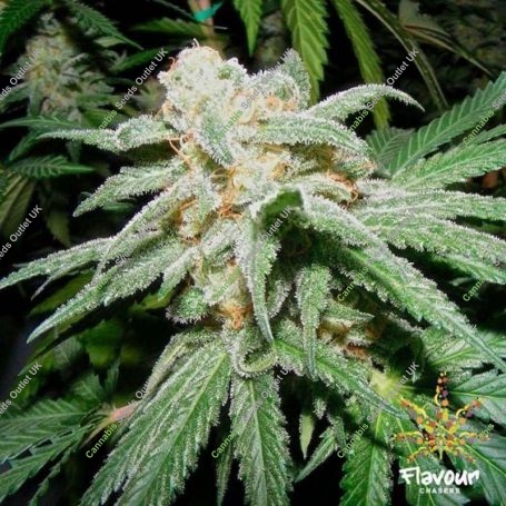 Grapefruit Tangie Feminized Marijuana Strain by Flavour Chasers For Sale Online at Cannabis Seeds Outlet
