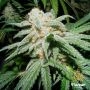Grapefruit Tangie Feminized Marijuana Strain by Flavour Chasers For Sale Online at Cannabis Seeds Outlet