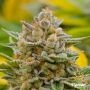 Guava Feminized Marijuana Strain by Flavour Chasers For Sale Online at Cannabis Seeds Outlet