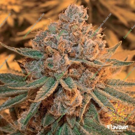 Maple Syrup Feminized Marijuana Strain by Flavour Chasers For Sale Online at Cannabis Seeds Outlet
