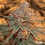 Maple Syrup Feminized Marijuana Strain by Flavour Chasers For Sale Online at Cannabis Seeds Outlet