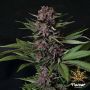 Purple Mazel Tov Female Flavour Chasers Seeds