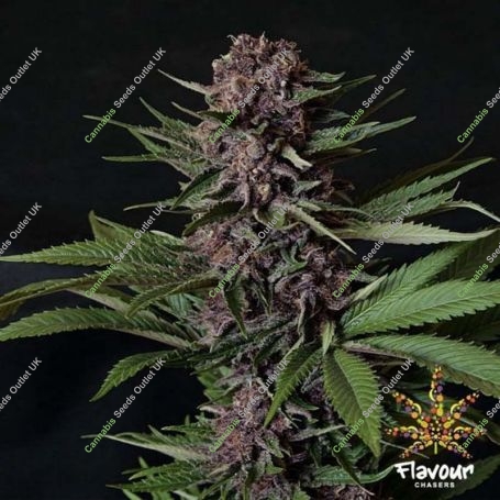 Purple Mazel Tov Feminized Marijuana Strain by Flavour Chasers For Sale Online at Cannabis Seeds Outlet