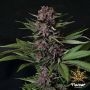 Purple Mazel Tov Feminized Marijuana Strain by Flavour Chasers For Sale Online at Cannabis Seeds Outlet