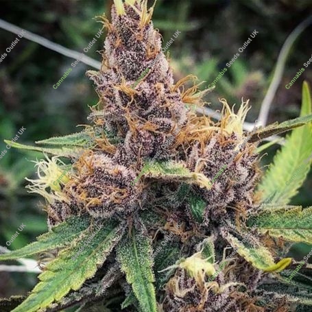 Purple Urkle Feminized Marijuana Strain by Flavour Chasers For Sale Online at Cannabis Seeds Outlet