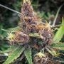 Purple Urkle Feminized Marijuana Strain by Flavour Chasers For Sale Online at Cannabis Seeds Outlet