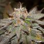 Sherblato Female Flavour Chasers Cannabis Seeds
