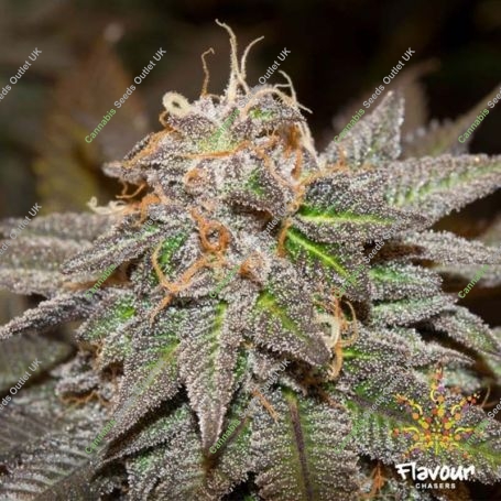 Sherblato Feminized Marijuana Strain by Flavour Chasers For Sale Online at Cannabis Seeds Outlet