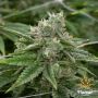 Stardawg Female Flavour Chasers Cannabis Seeds