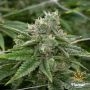 Stardawg Feminized Marijuana Strain by Flavour Chasers For Sale Online at Cannabis Seeds Outlet
