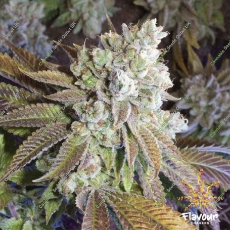 Wedding Cake Feminized Marijuana Strain by Flavour Chasers For Sale Online at Cannabis Seeds Outlet