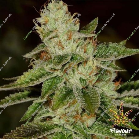 WIFI Feminized Marijuana Strain by Flavour Chasers For Sale Online at Cannabis Seeds Outlet
