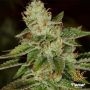 WIFI Feminized Marijuana Strain by Flavour Chasers For Sale Online at Cannabis Seeds Outlet