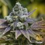 Zkittlez Female Flavour Chasers Cannabis Seeds