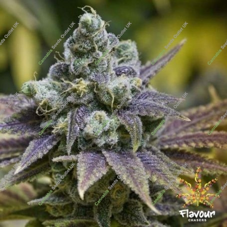 Zkittlez Feminized Marijuana Strain by Flavour Chasers For Sale Online at Cannabis Seeds Outlet