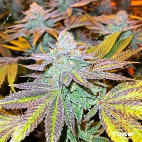 Zkittlez Glue Feminized Marijuana Strain by Flavour Chasers For Sale Online at Cannabis Seeds Outlet