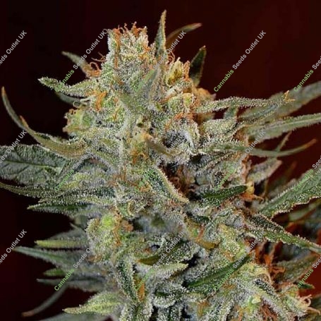 Amnesia Lemon Kush Feminized Marijuana Strain by Garden of Green For Sale Online at Cannabis Seeds Outlet