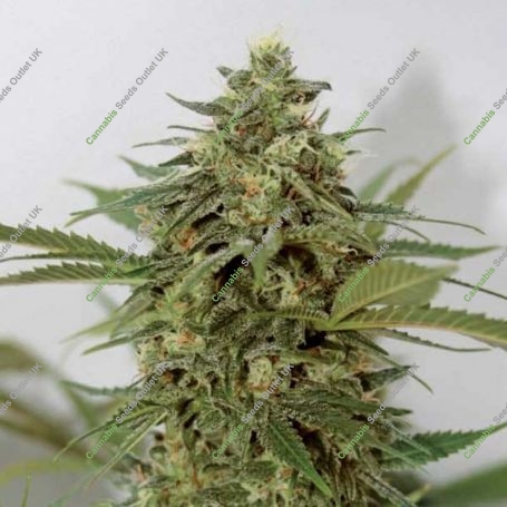 Amnesia Lemon Pie Feminized Marijuana Strain by Garden of Green For Sale Online at Cannabis Seeds Outlet