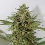 Amnesia Lemon Pie Feminized Marijuana Strain by Garden of Green For Sale Online at Cannabis Seeds Outlet