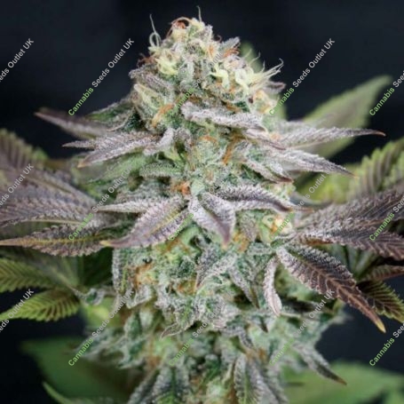 Blue Dream Feminized Marijuana Strain by Garden of Green For Sale Online at Cannabis Seeds Outlet