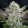 Blue Dream Feminized Marijuana Strain by Garden of Green For Sale Online at Cannabis Seeds Outlet