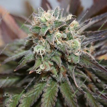 Blueberry Cookies Auto Feminized Marijuana Strain by Garden of Green For Sale Online at Cannabis Seeds Outlet