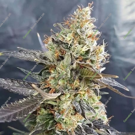 CandyLand Feminized Marijuana Strain by Garden of Green For Sale Online at Cannabis Seeds Outlet