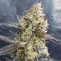 CandyLand Feminized Marijuana Strain by Garden of Green For Sale Online at Cannabis Seeds Outlet